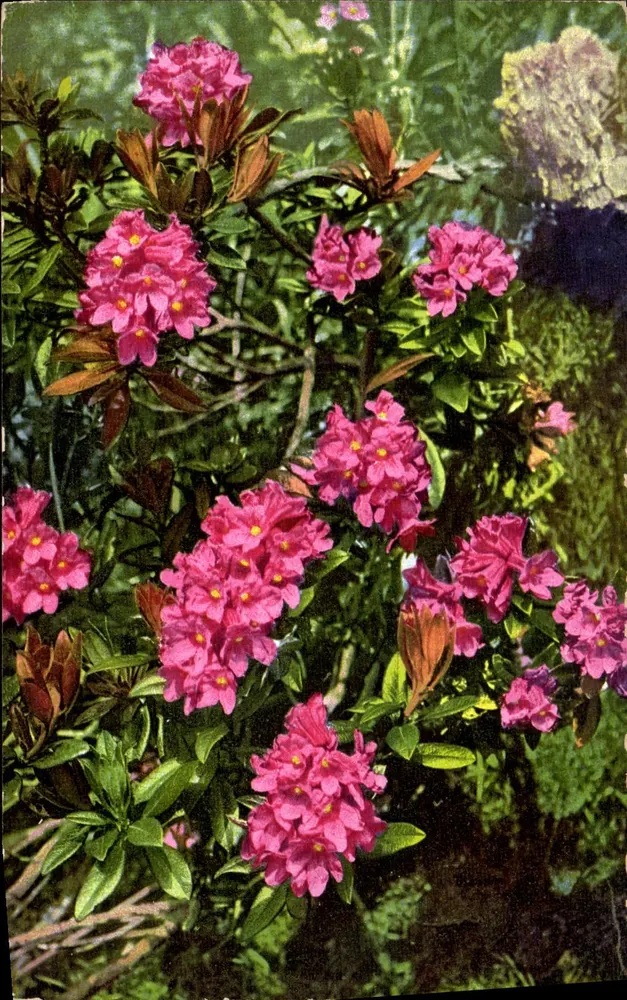 Rhododendron ferrugineum — Fotoquímica Alpentilors, série 531 n° 924 - Frente