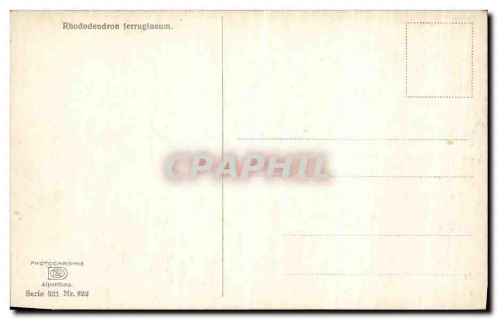 Rhododendron ferrugineum — Fotoquímica Alpentilors, série 531 n° 924 - Verso