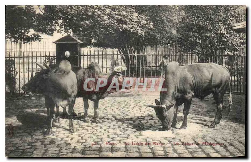 Paris — Im Jardin des Plantes — Die Zebus von Madagaskar - Vorderseite