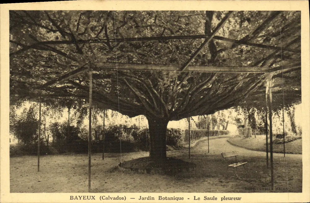 Bayeux (Calvados) — Botanischer Garten — Der Trauerweidenbaum — Fot. Combier Macon - Vorderseite