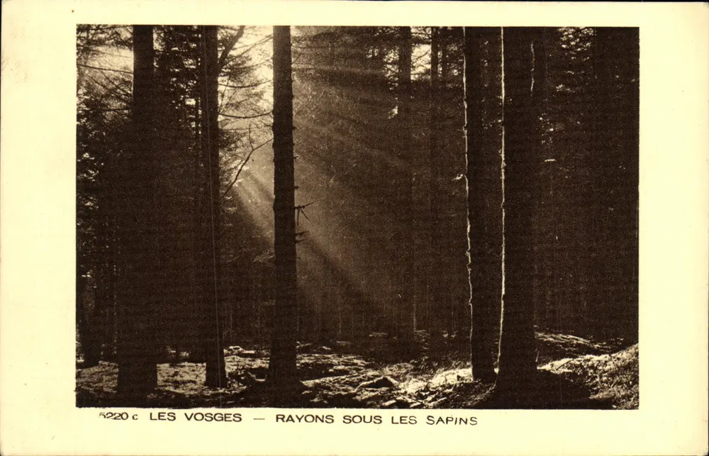 Os Vosges — Rayons sob os pinheiros — Editor Braun & Cie, Dornach - Frente
