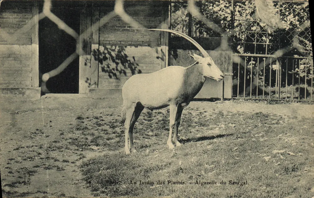 Senegalesische Gazelle — Im Jardin des Plantes — Paris - Vorderseite