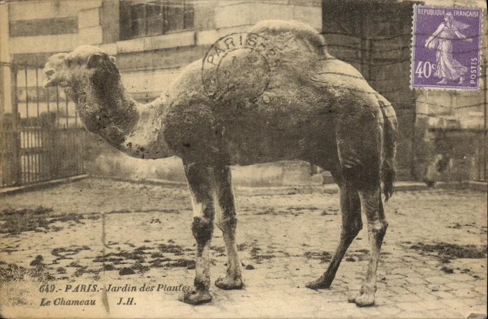 Der Kamel — Jardin des Plantes — J.H. n°649 - Vorderseite
