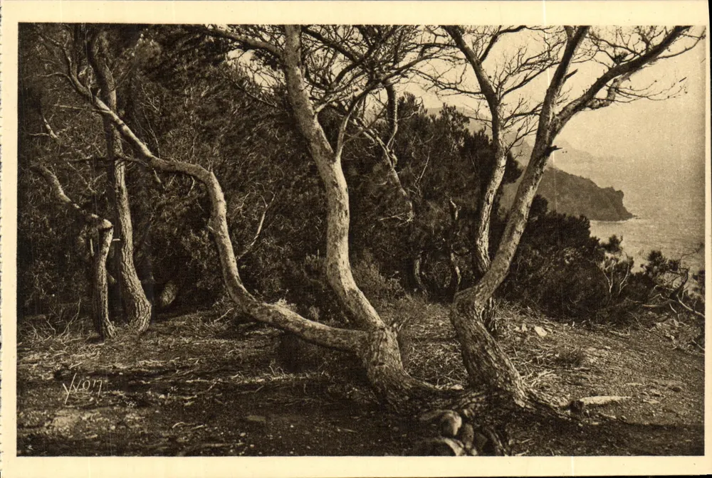 Alep-Pine — Porquerolles — Éditions d'Art Yvon, Paris - Vorderseite