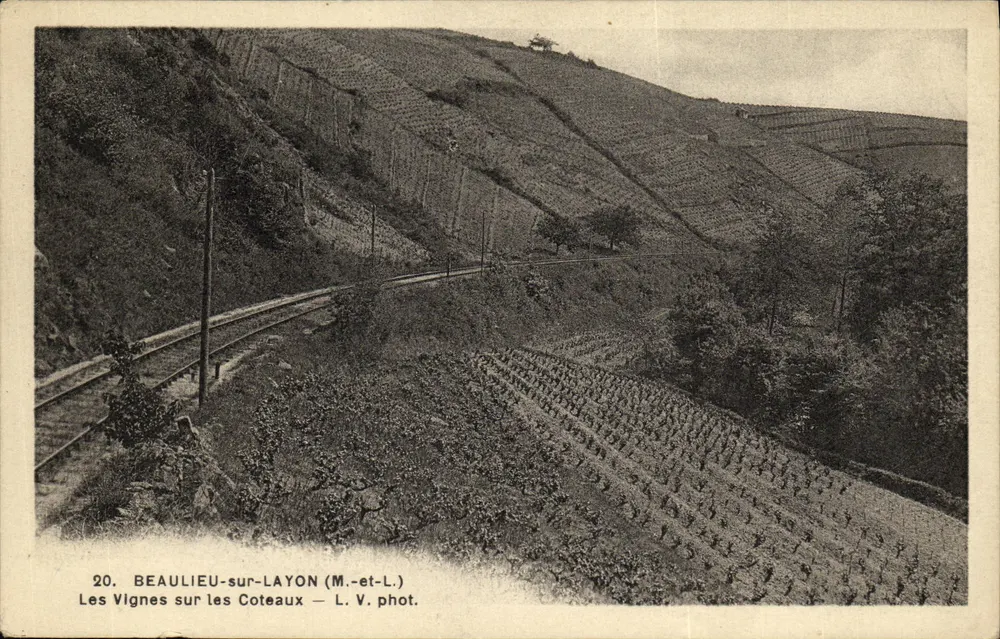 Beaulieu-sur-Layon — As Vindas sobre os Coteaux — L. V. fot. - Frente