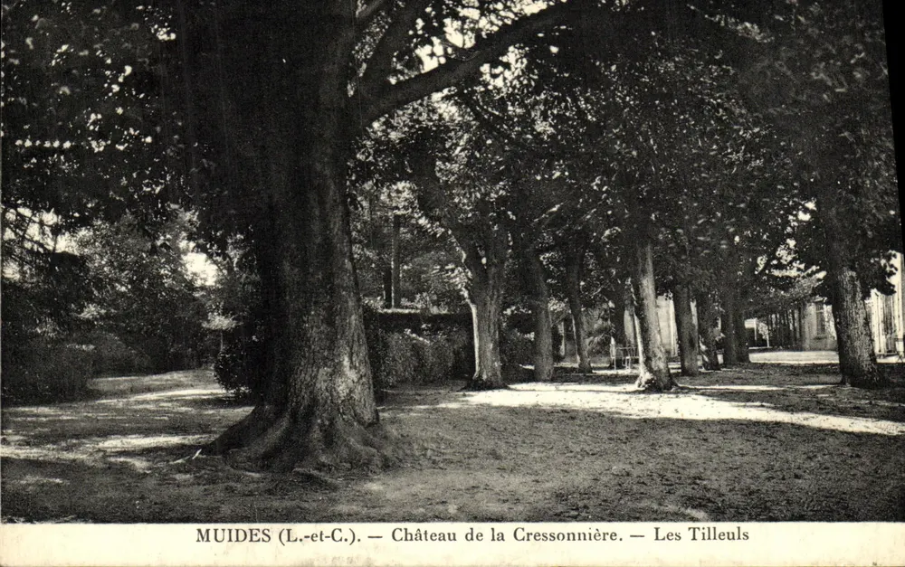 Muides (L.-et-C.) — Schloss La Cressonnière — Die Linde - Vorderseite