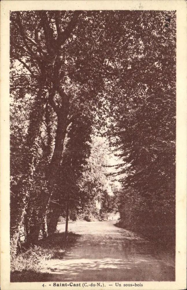 Saint-Cast (C.-du-N.) — Um bosque — Edição Decuyper - Frente