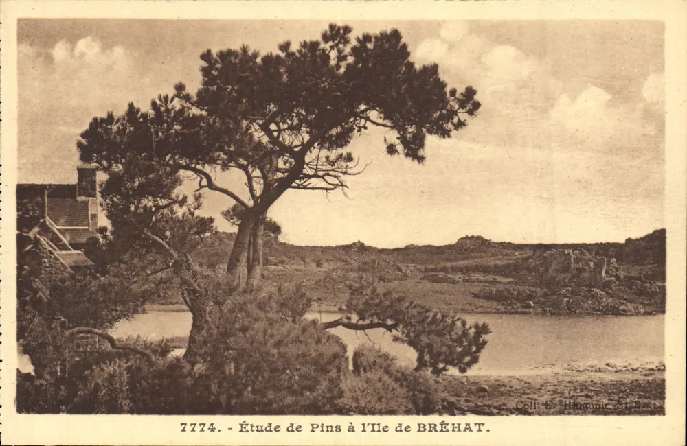 Studie van pijnbomen op de Eiland Bréhat — Collectie E. Hattonic, St. Brieuc — n° 7774 - Voorkant