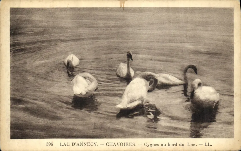See von Annecy — Chavoiries — Schwäne am See — LL. — N° 396 - Vorderseite