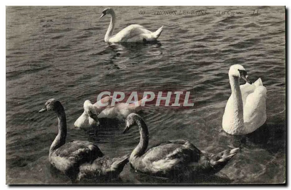 Thonon-les-Bains — Os Cisnes — LL - Frente
