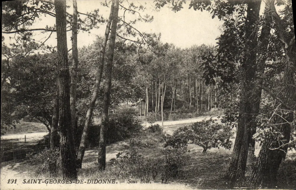 Saint-Georges-de-Didonne — Sotto la foresta — LL — n°194 - Recto