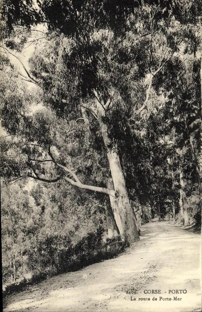 Die Straße nach Porto-Mer — Korsika — Verlag: Fils des Palmières, Ajaccio, Nr. 2499 - Vorderseite