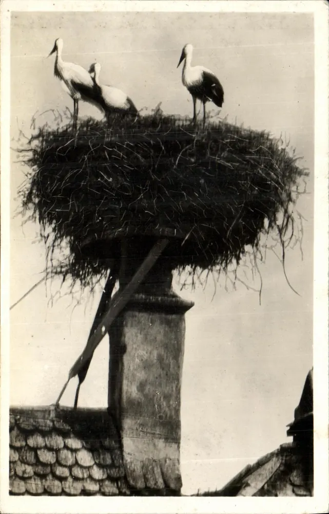 Ninho de corujas — Alsácia — Edição La Cigogne, Strasbourg - Frente