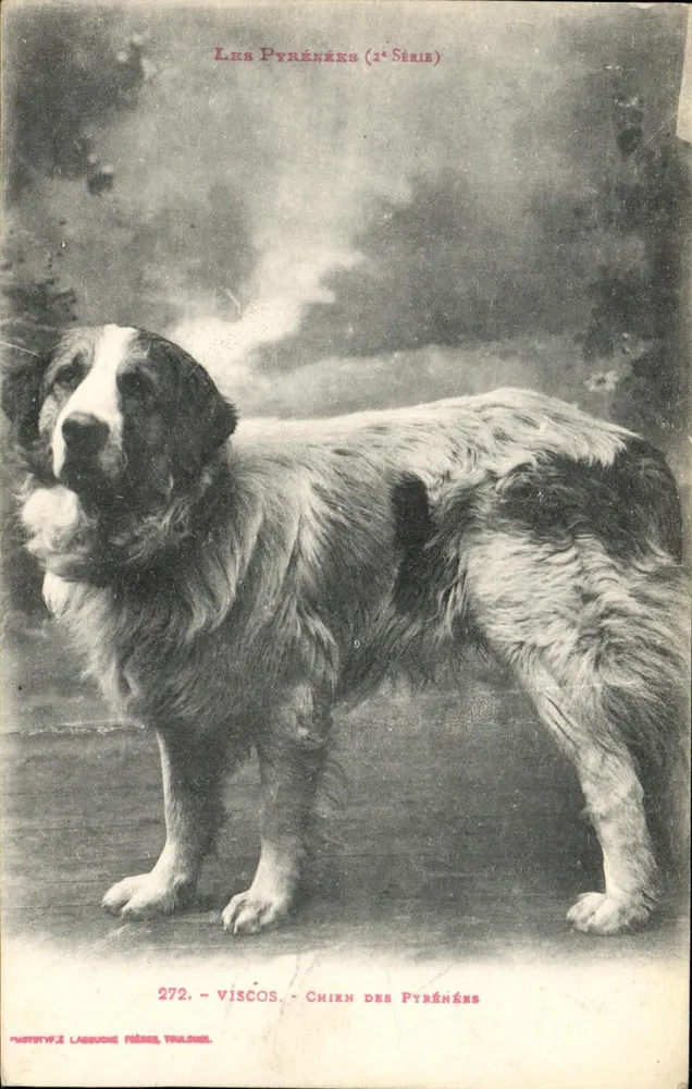 Cão das Pirineus — Viscos — Fototipia Laguiche Frères, Toulouse (2a Série) - Frente