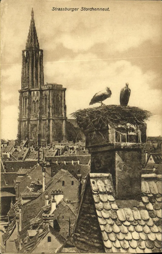 Estrasburgo - Ninho de águia no telhado - editor Vereinigte Kunstdruckereien Metz & Lautz, Darmstadt, n° VII 6654 - Frente