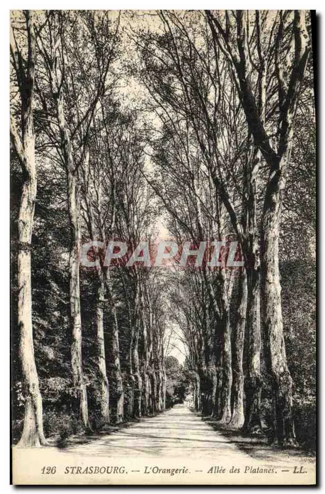 Straßburg — Die Orangerie — Reihe der Platane-Allee — LL. — Nr. 126 - Vorderseite