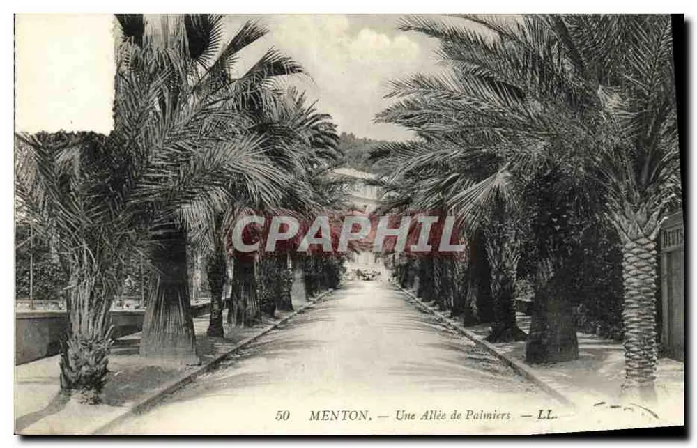 Menton — Une Allée de Palmiers — LL. Éditeur LL. N° 50 - Frente