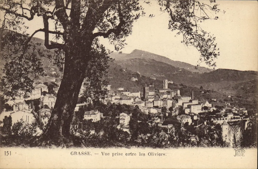 Grasse — Aufnahme zwischen den Olivenbäumen — Neurdein Frères, n°151 - Vorderseite