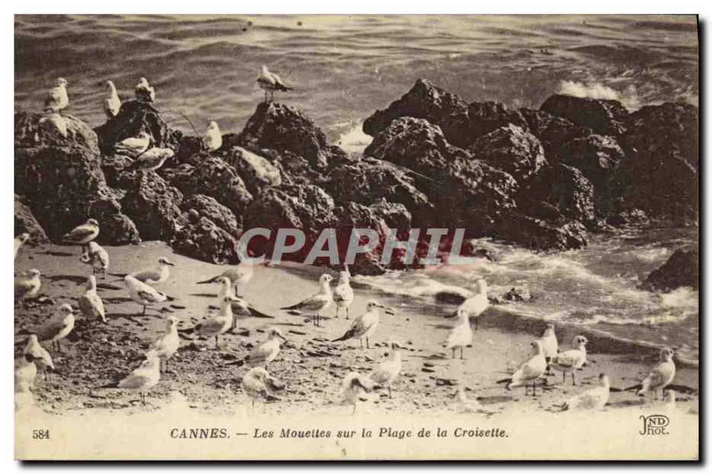 CANNES — Möwen auf der Croisette-Promenade — NDHOT, n° 584 - Vorderseite