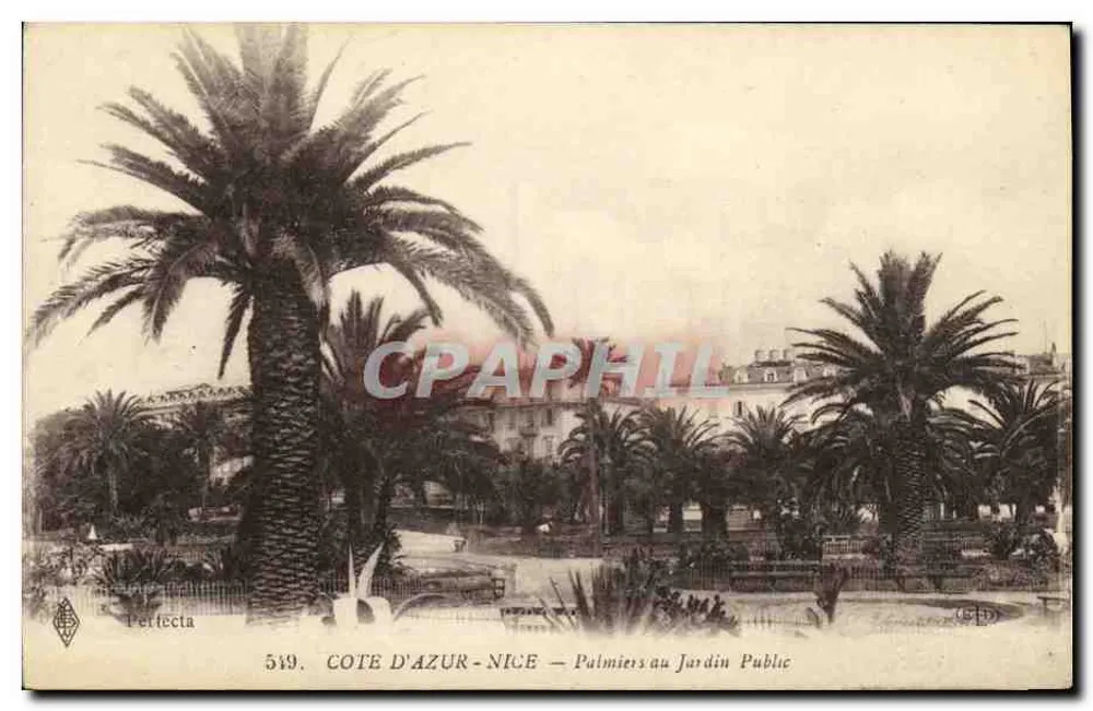 Côte d'Azur - Nice — Palmen im öffentlichen Garten — Perfecta 549 - Vorderseite