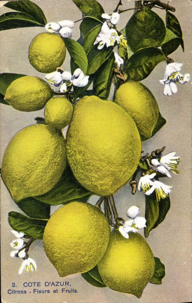 Côte d'Azur — Zitronen, Blumen und Früchte — Verlag nicht sichtbar, Seriennummer 3 - Vorderseite