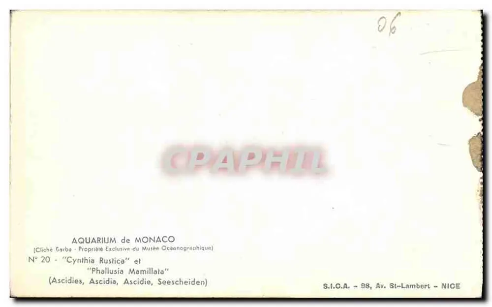 Ascidien — 'Cynthia Rustica' und 'Phallusia Mamillata' — S.I.C.A. - 98, Av. St-Lambert - NICE - Rückseite