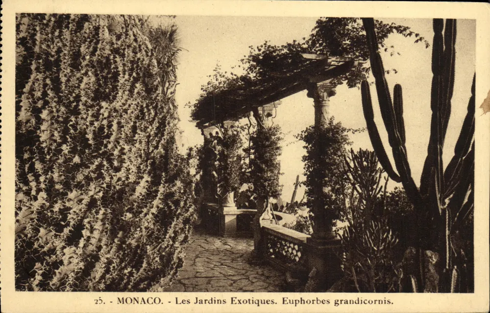 Monaco - Die Exotischen Gärten - Euphorbia grandicornis - Vorderseite
