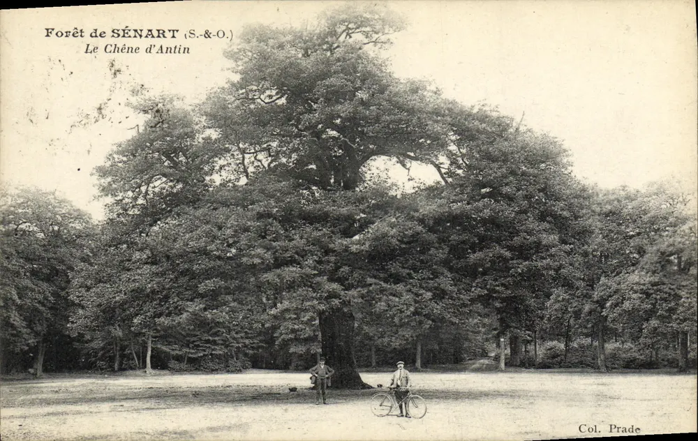 Foresta di SÉNART (S.&O.) — Il Cipresso d'Antin — Col. Prade - Recto