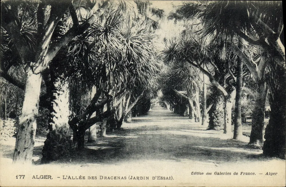 Alger - Die Dracena-Allee (Versuchsgarten) — Ausgabe der Galeries de France — Nr. 177 - Vorderseite