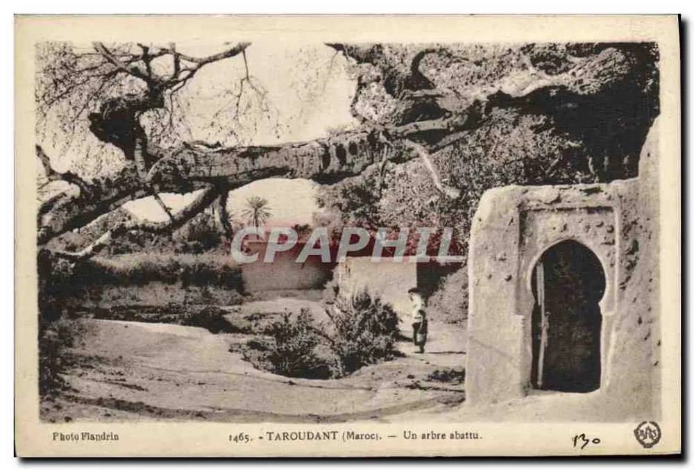 तारौदांत (मोरक्को) — एक गिरा हुआ वृक्ष — फोटो मैंड्रिन, संख्या 1465 - आगे
