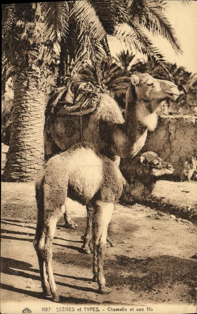 Camel y su cría — SCÈNES et TYPES n°1157 — Editor no visible - Anverso