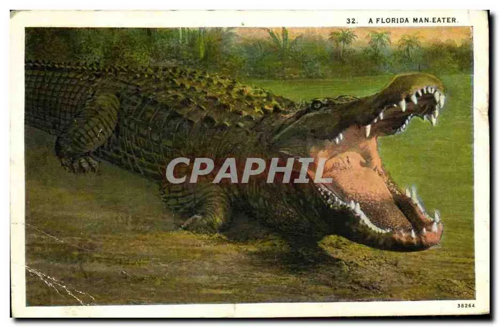 Crocodilo — Um Crocodilo que Mata Homens na Flórida — Publicado pela Asheville Post Card Co. - Frente