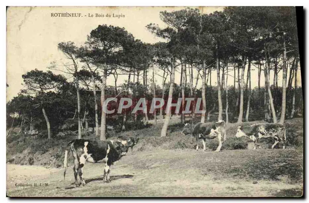 Rothèneuf — Le Bois du Lupin — éditeur H. L. M. - Vorderseite
