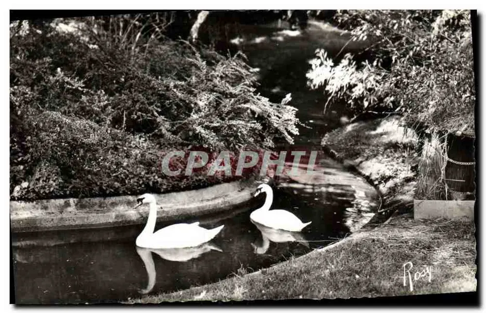 Die Schwäne im Jardin des Plantes — Rennes — Verlag F. Chapeau, n°94 - Vorderseite