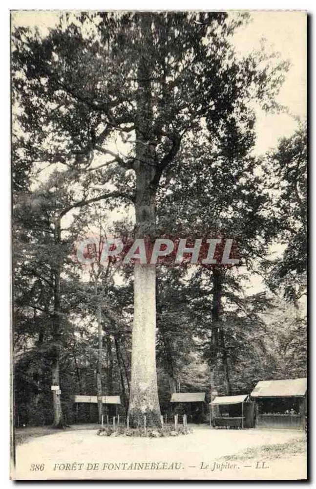 Floresta de Fontainebleau — O Jupiler — LL. — Graphil, n° 386 - Frente