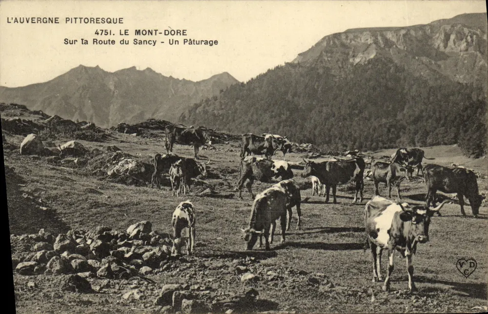 Pittoreske Auvergne — Mont-Dore — Auf der Route de Sancy — Ein Weide — Nr. 4751 - Vorderseite