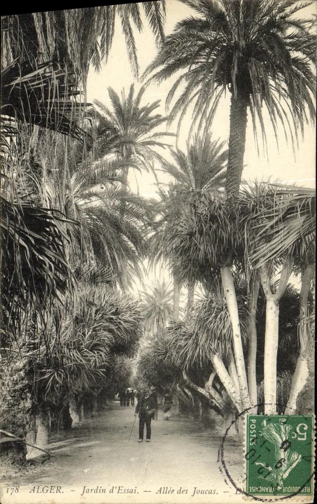 Algier - Jardin d'Essai - Allée des Joucas — Verleger B. L. n°178 - Vorderseite
