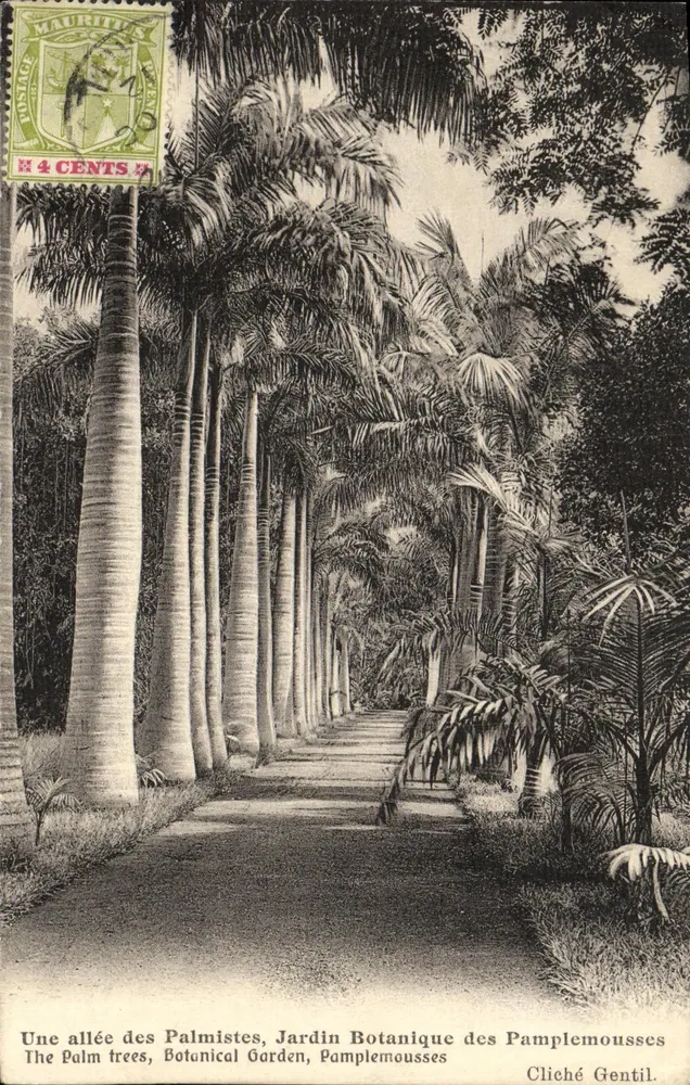 Allée des Palmistes — Botanischer Garten von Pamplemousses — Cliché Gentil - Vorderseite