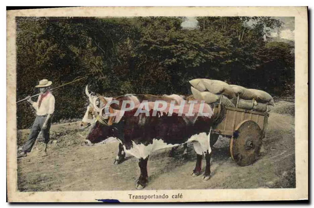 Transportando café — scène de transport de café par bœuf — éditeur Sauter & Co. (imprimé sur la carte) - Voorkant