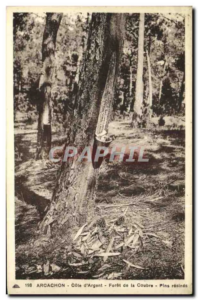 Arcachon - Côte d'Argent - Wald von Coubre - Kiefer mit Harz - Vorderseite