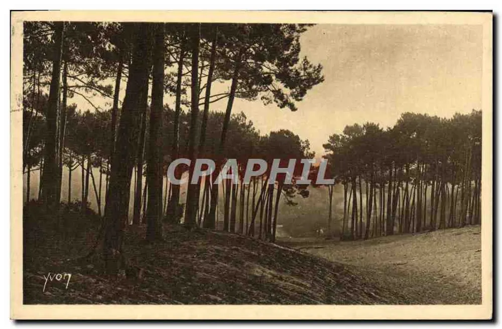 Forêt de pins — vue de la côte d'Argent — Éditions d'Art Yvon, Paris - Frente