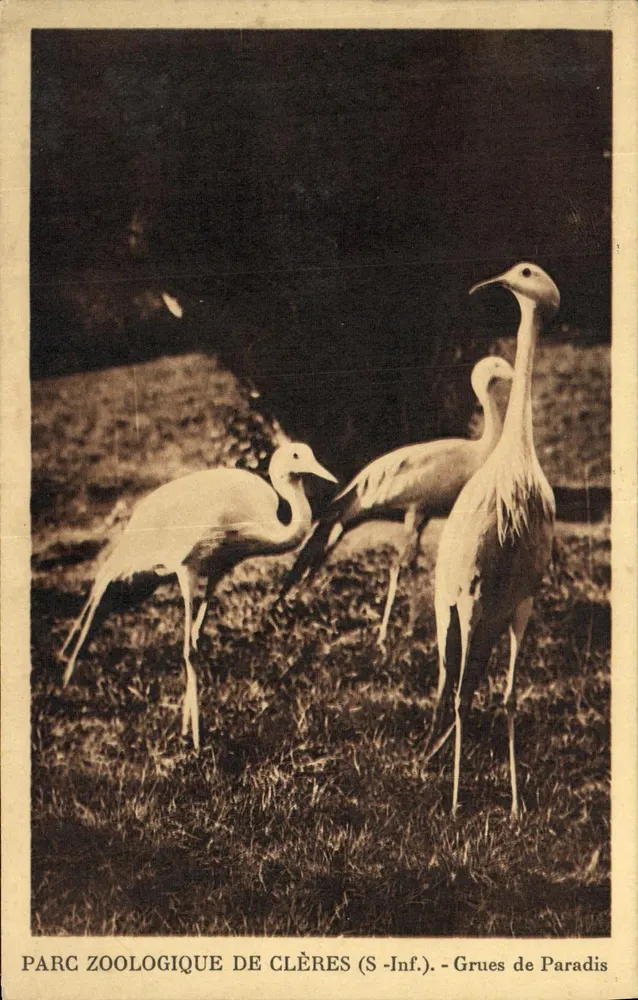 Zoo-Park Clères (S-Inf.) — Paradiesgänse - Vorderseite