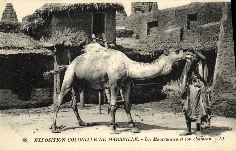 Exposition Coloniale de Marseille — Ein Mauritanier und sein Kamel — LL - Vorderseite
