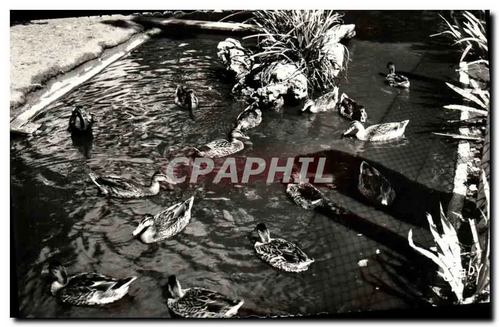Jardim Público — Os Patos — Edições GABY - Frente