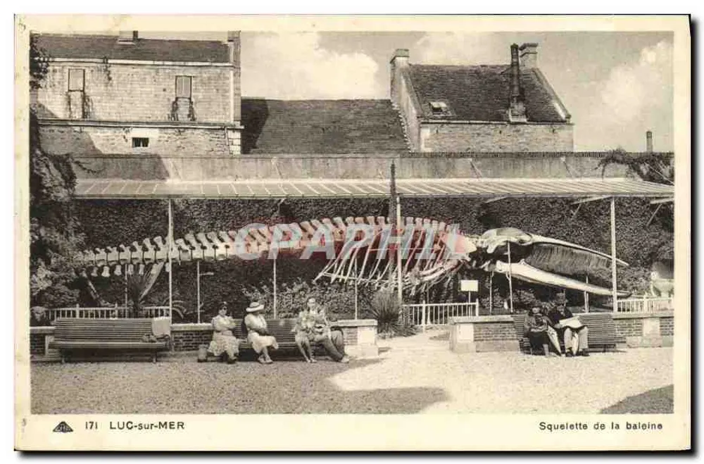 Luc-sur-Mer — Esqueleto da baleia — CI* des Arts Photomécaniques, Strasbourg - Frente