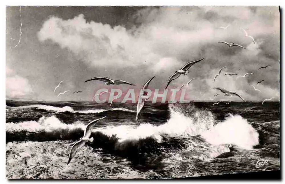 Möwenflug über das Meer — maritime Szene mit Wellen und fliegenden Vögeln — Verlag Réal-Photo, Paris - Vorderseite