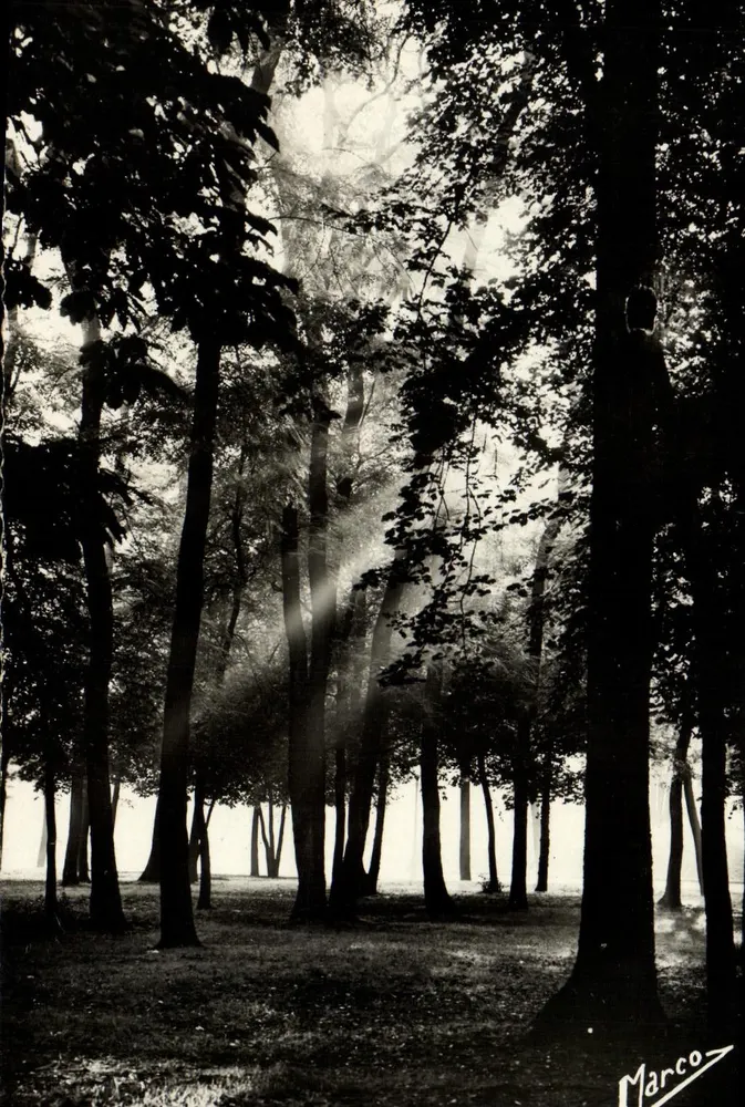 Wald — Sonnenstrahlen, die durch die Bäume hindurchschimmern — Marco - Vorderseite