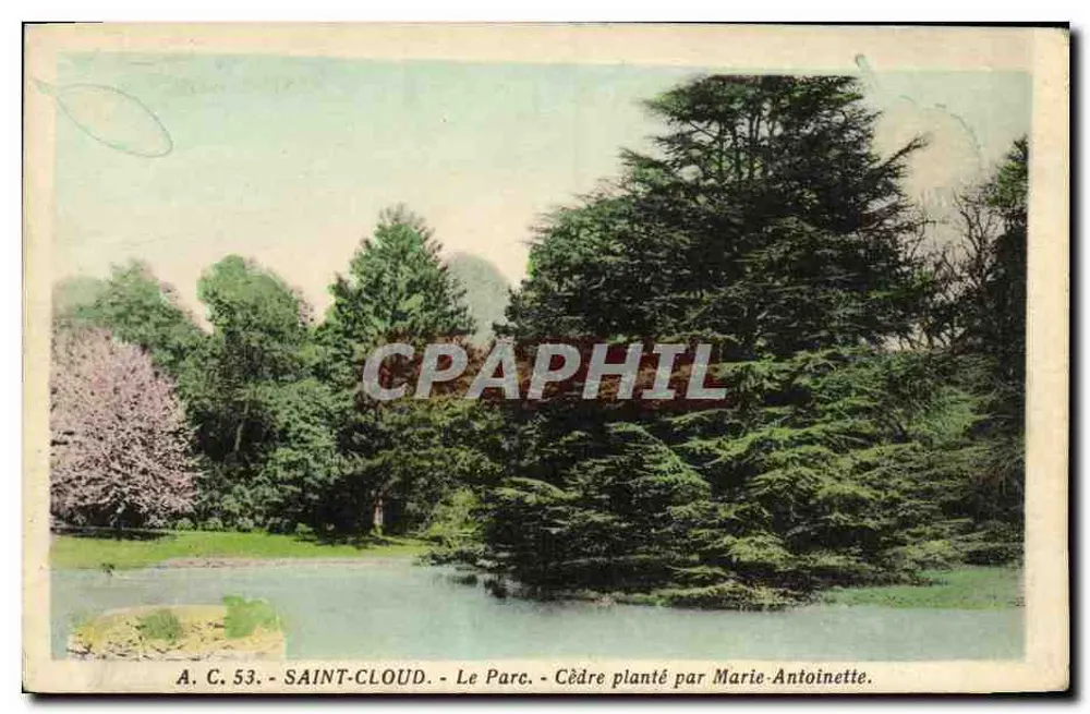 Saint-Cloud - Le Parc - Cèdre planté par Marie-Antoinette - Recto