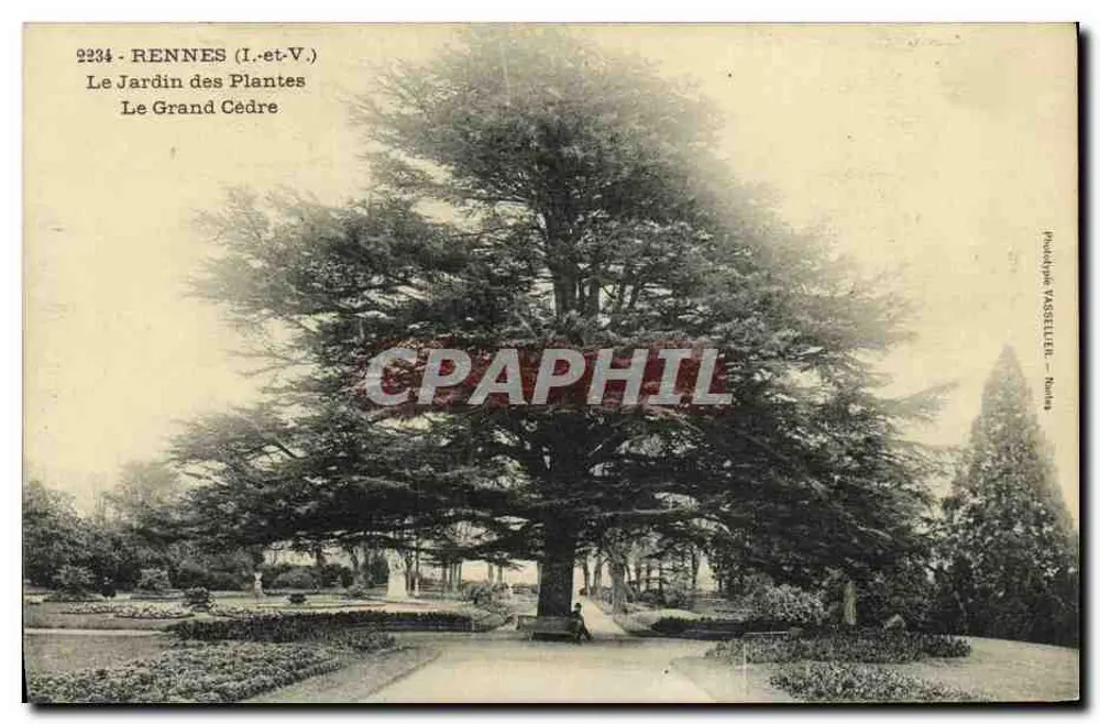 Rennes (Ille-et-Vilaine) — Der Botanische Garten, Der Große Zeder — Phototypie Vassellier - Vorderseite