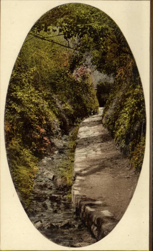 Waldweg mit Bäumen und Sträuchern — Fluss darunter — n°8054 - Vorderseite